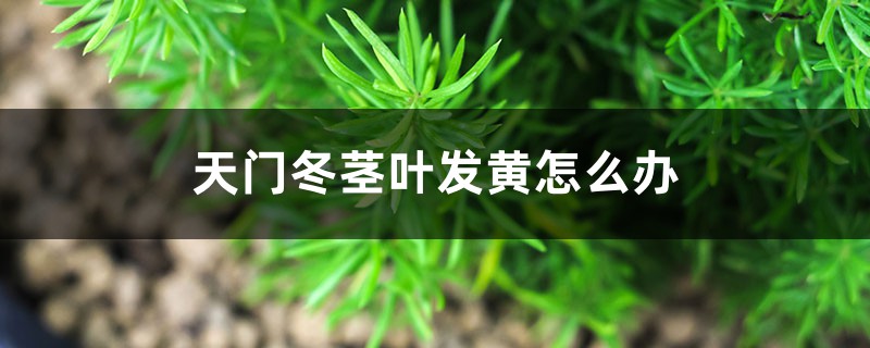 天门冬茎叶发黄怎么办