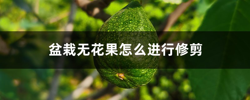 盆栽无花果怎么进行修剪