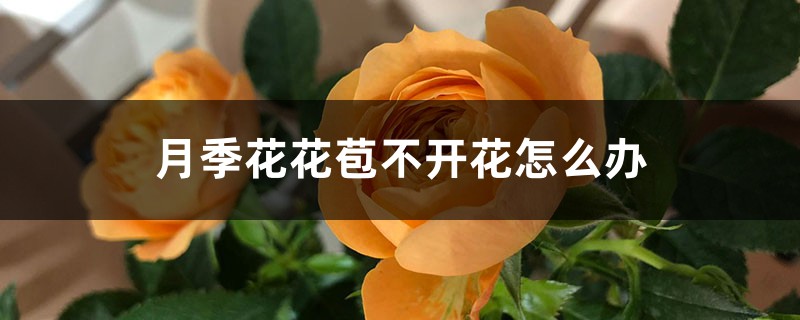 月季花花苞不开花怎么办