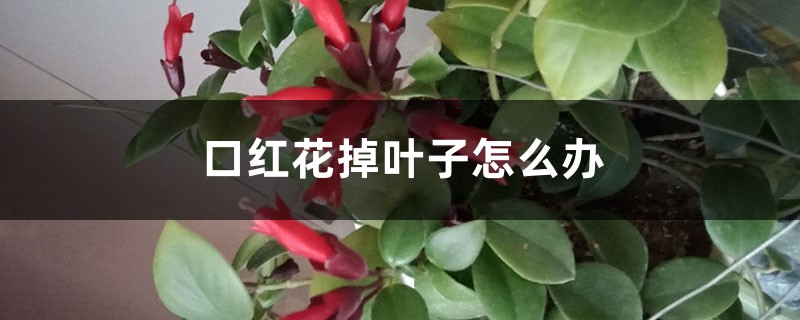 口红花掉叶子怎么办