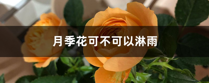 月季花可不可以淋雨