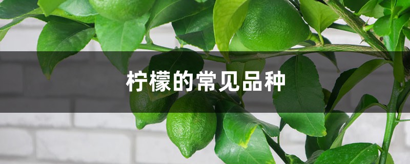 柠檬的常见品种