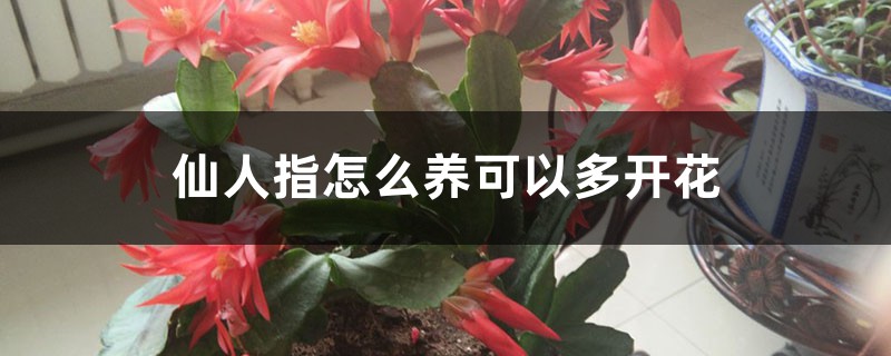 仙人指怎么养可以多开花