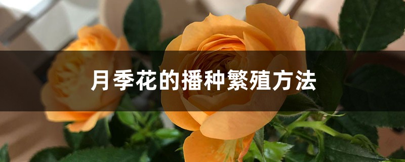 月季花的播种繁殖方法