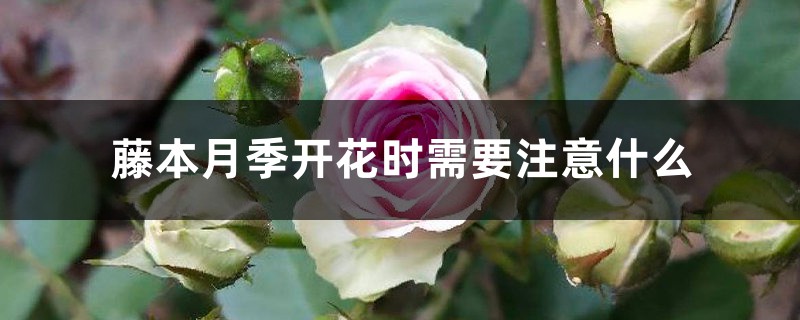 藤本月季开花时需要注意什么 藤本月季开花时需要注意什么