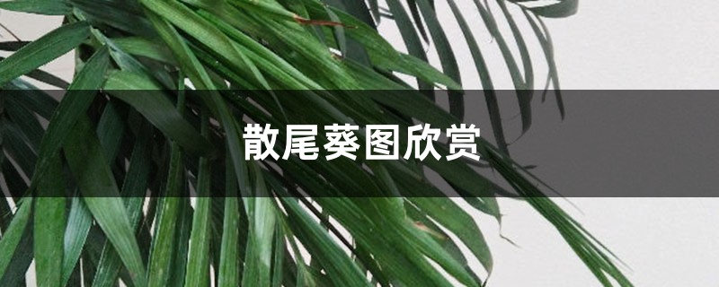 散尾葵图欣赏