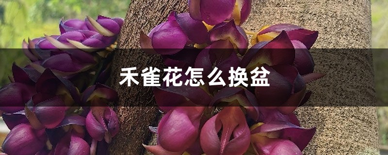 禾雀花怎么换盆