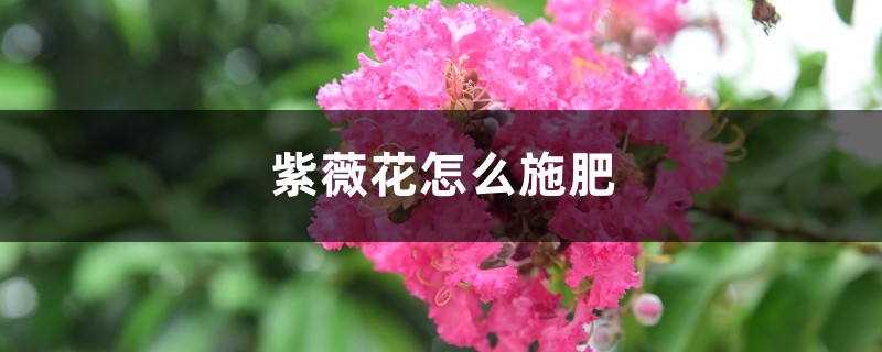 紫薇花怎么施肥