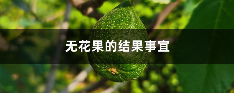 无花果的结果事宜