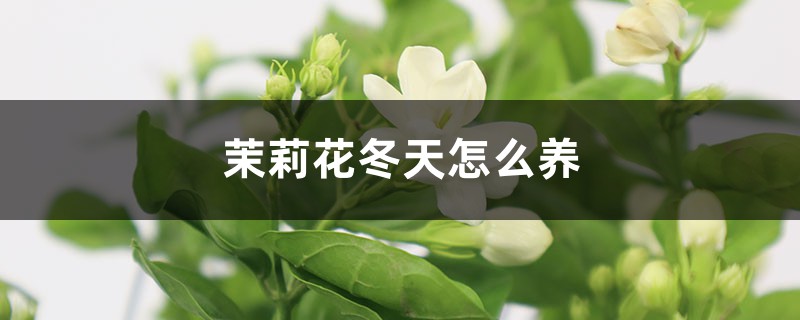 茉莉花冬天怎么养