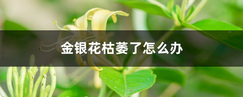 金银花枯萎了怎么办