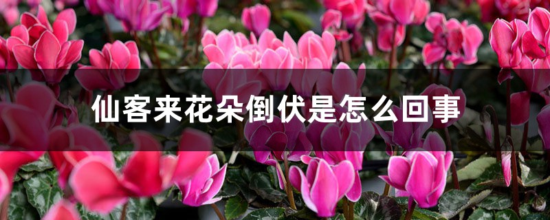 仙客来花朵倒伏是怎么回事