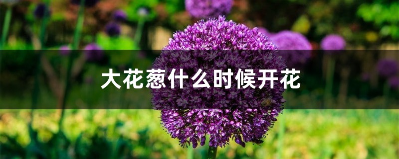 大花葱什么时候开花