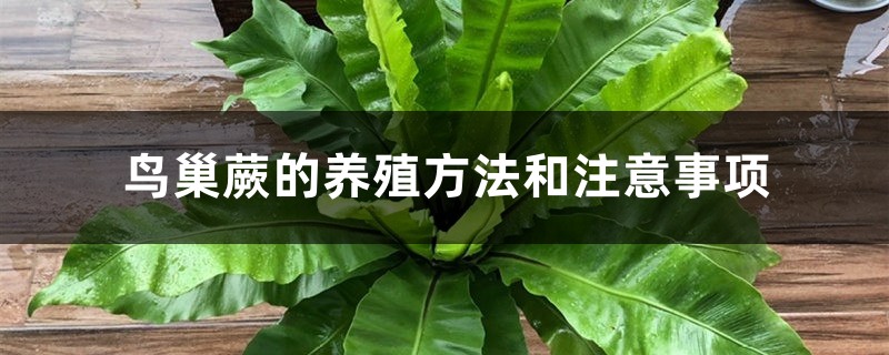 鸟巢蕨的养殖方法和注意事项