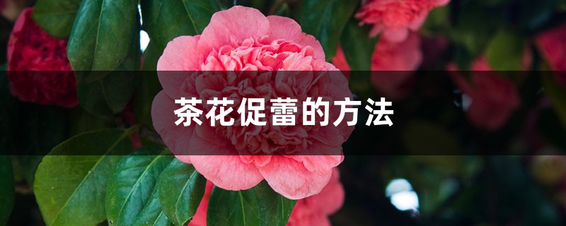 茶花促蕾的方法