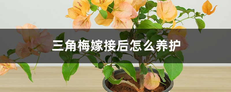 三角梅嫁接后怎么养护