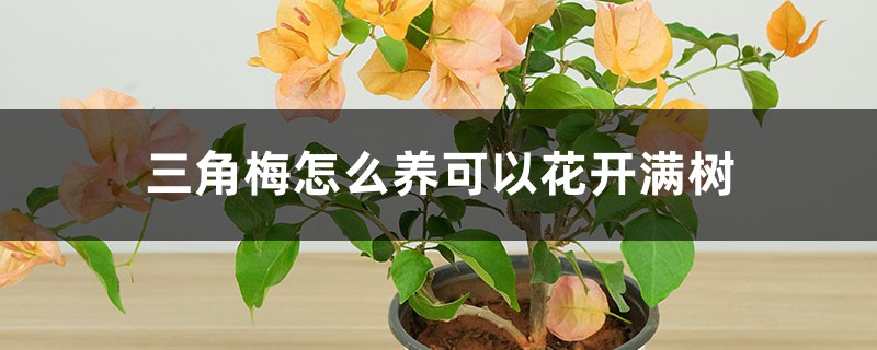 三角梅怎么养可以花开满树