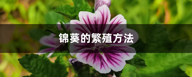 锦葵的繁殖方法