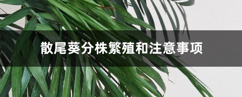 散尾葵分株繁殖和注意事项