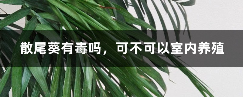 散尾葵有毒吗，可不可以室内养殖