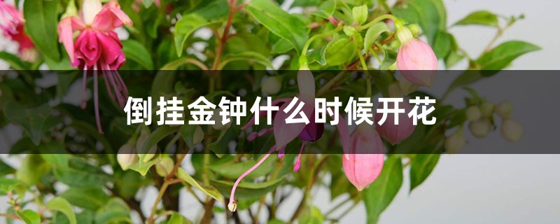 倒挂金钟什么时候开花