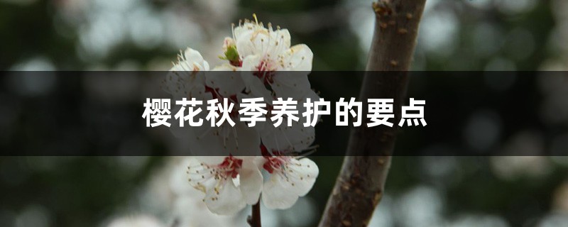 樱花秋季养护的要点