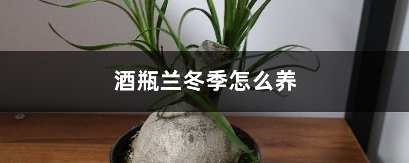 酒瓶兰冬季怎么养