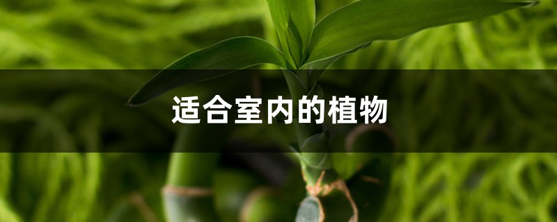 适合室内的植物 适合室内的植物