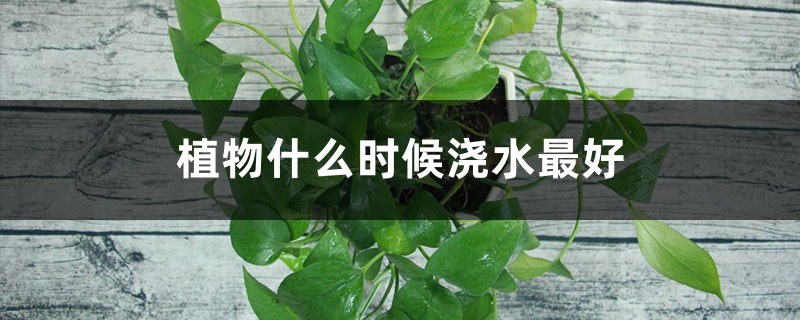 植物什么时候浇水最好