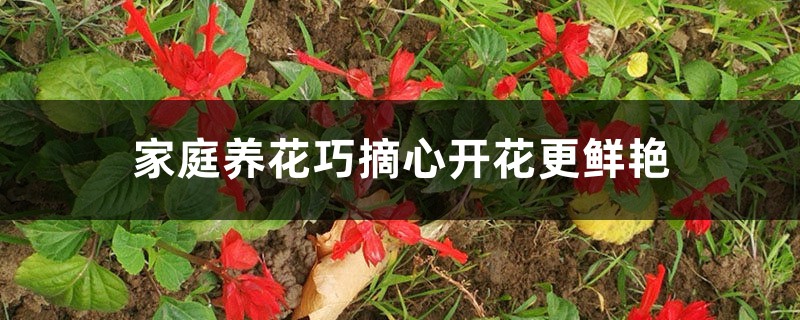 家庭养花巧摘心开花更鲜艳