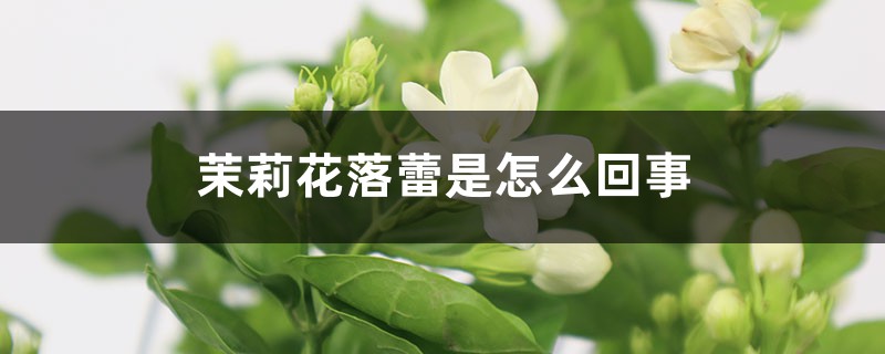 茉莉花落蕾是怎么回事