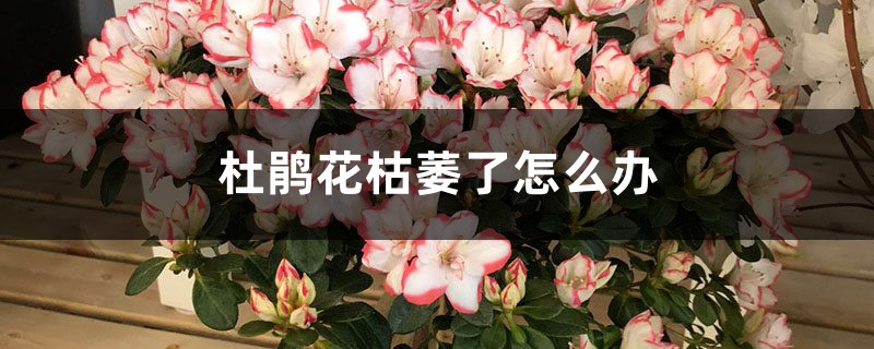 杜鹃花枯萎了怎么办