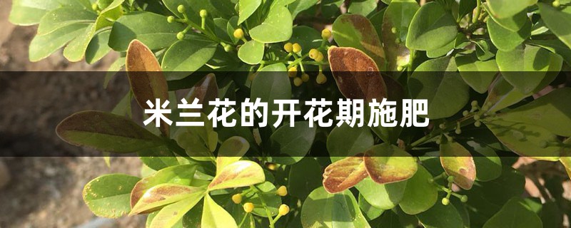 米兰花的开花期施肥