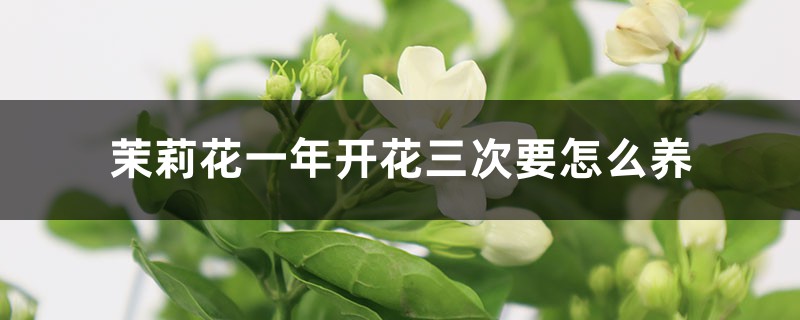 茉莉花一年开花三次要怎么养