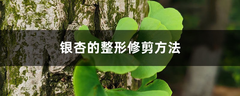 银杏的整形修剪方法