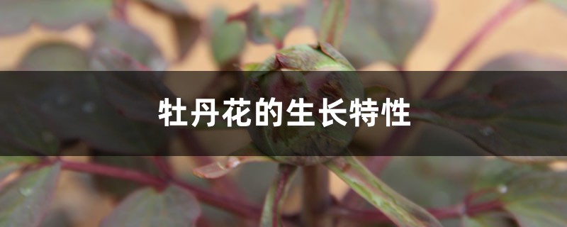 牡丹花的生长特性