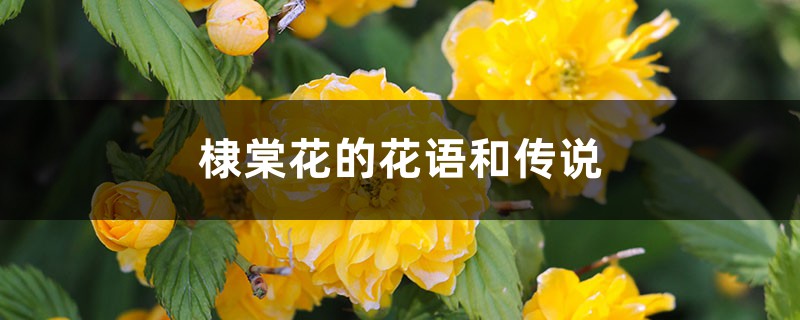 棣棠花的花语和传说