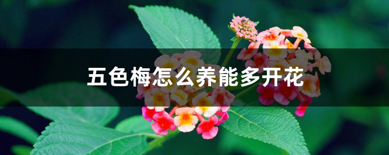 五色梅怎么养能多开花 五色梅怎么养能多开花