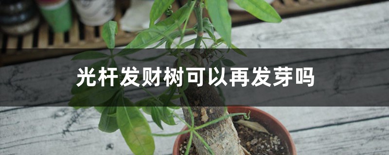 光杆发财树可以再发芽吗