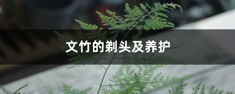 文竹的剃头及养护