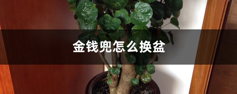 金钱兜怎么换盆