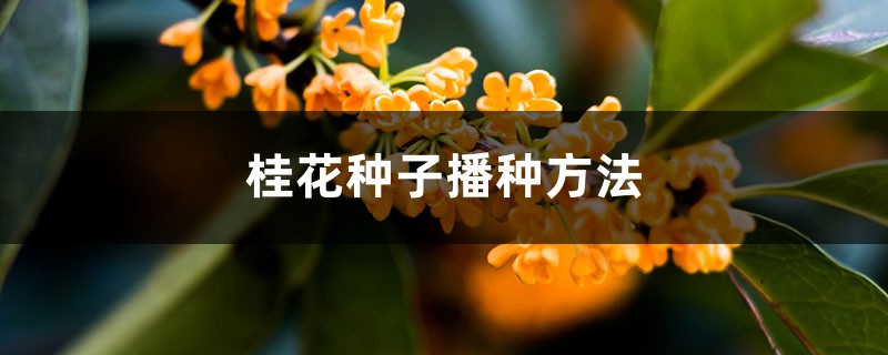 桂花种子播种方法