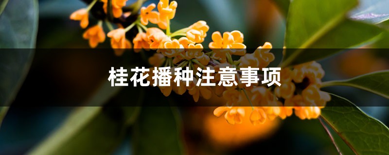 桂花播种注意事项