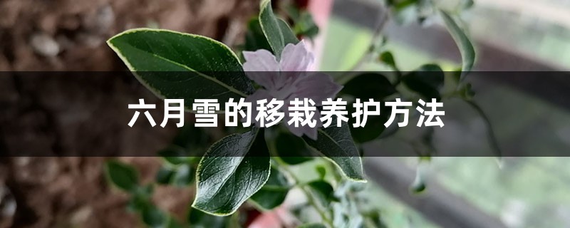 六月雪的移栽养护方法 六月雪的移栽养护方法
