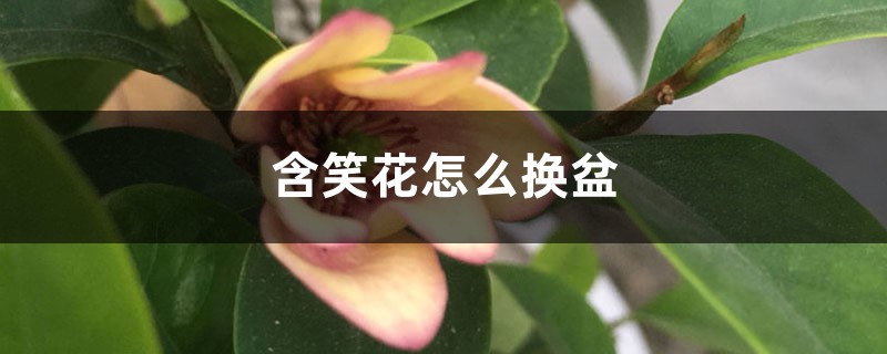 含笑花怎么换盆