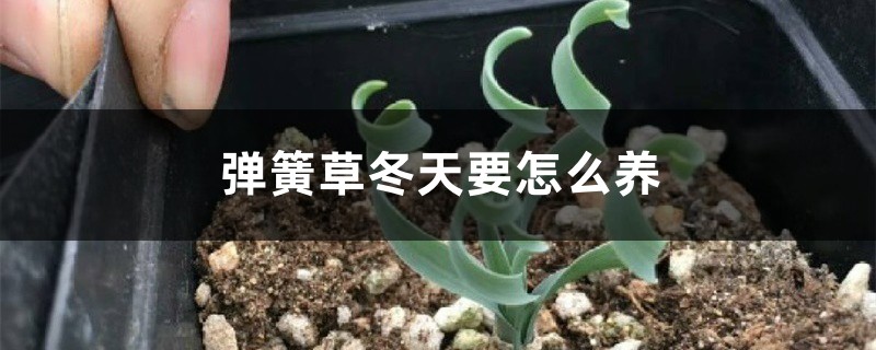 弹簧草冬天要怎么养