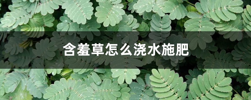 含羞草怎么浇水施肥