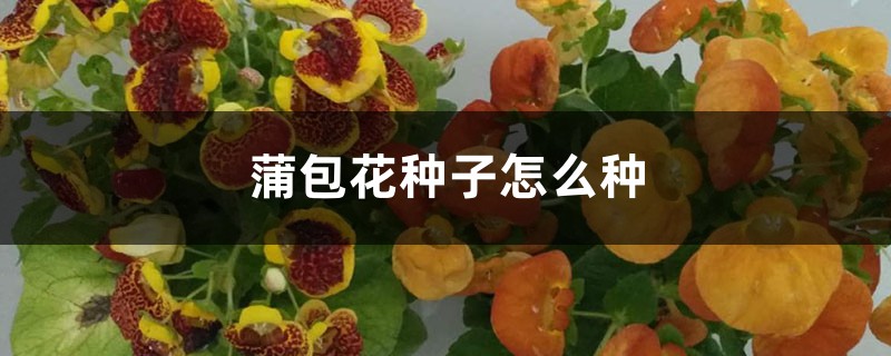 蒲包花种子怎么种