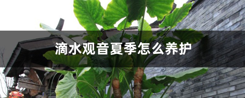 滴水观音夏季怎么养护