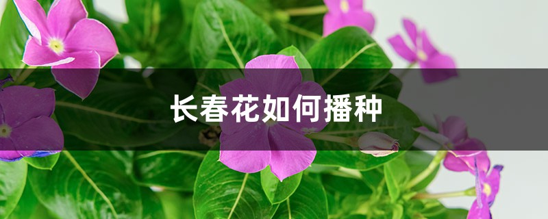 长春花如何播种